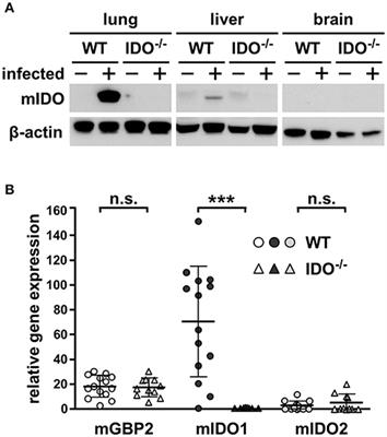 Indoleamine 2,3-Dioxygenase Activity During Acute Toxoplasmosis and the Suppressed T Cell Proliferation in Mice